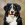 Bernese Dağ Köpeği